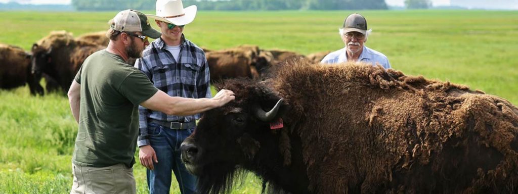 TenderBison