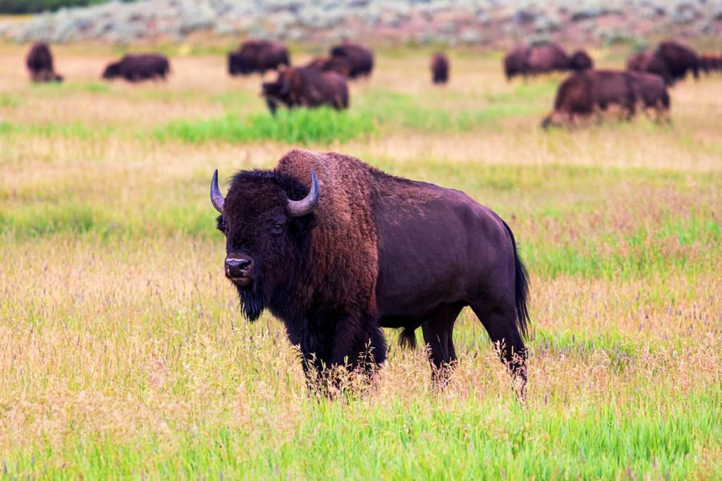 About Tender Bison