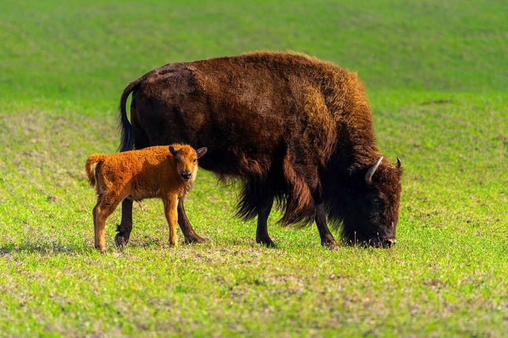 TenderBison Careers - Open Positions at North American Bison, LLC