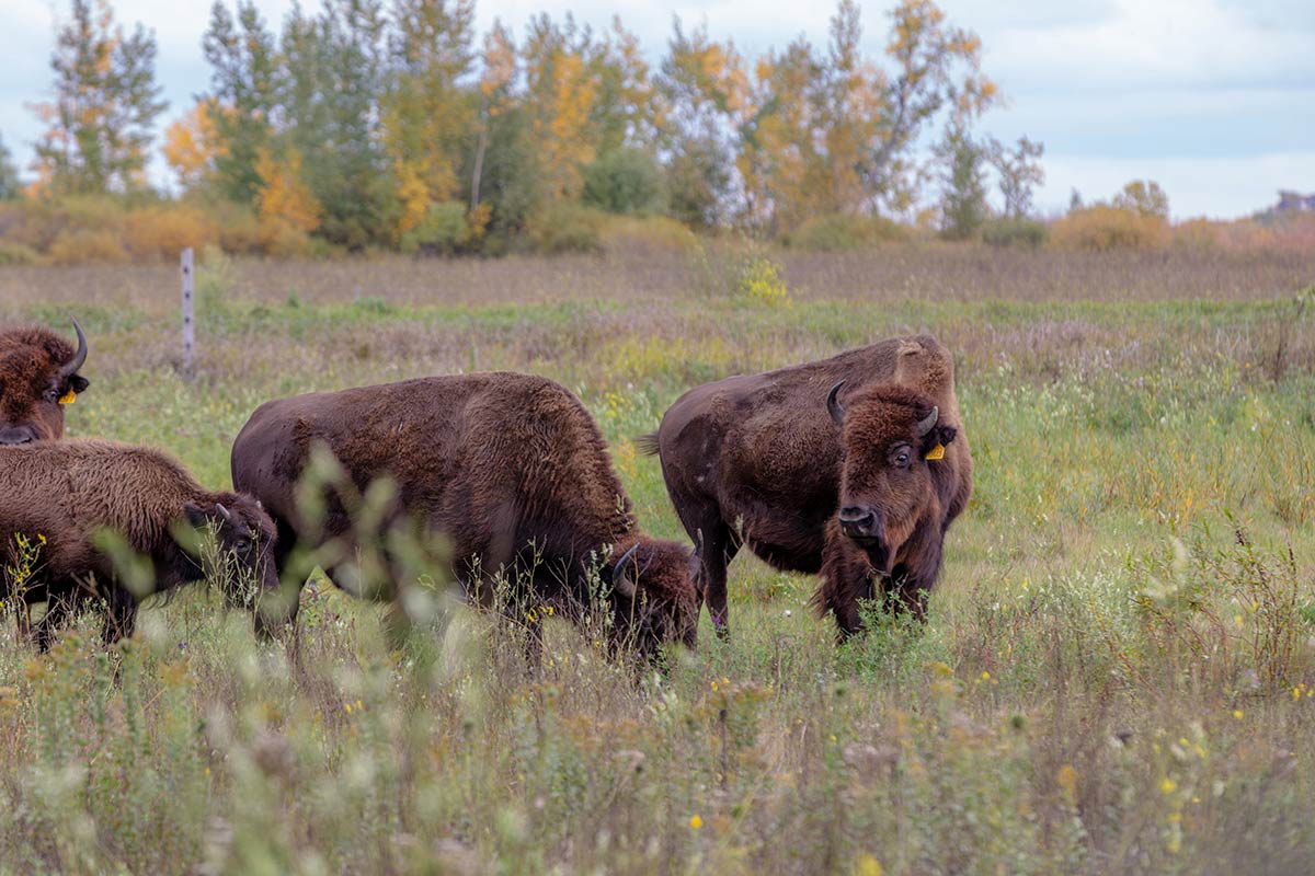 When it Comes to Sustainability, Bison Beats Beef.