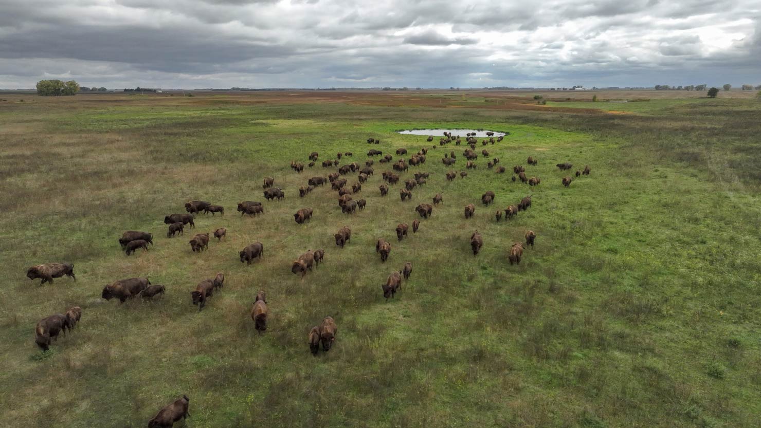 Honoring The Herd Through History