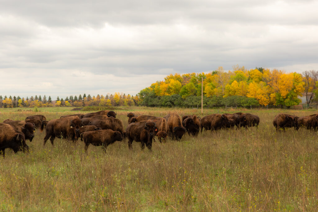 Bison in a field.